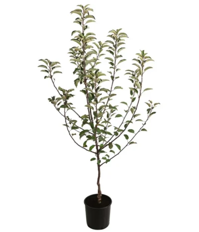 Herbstapfel 'Braeburn' 5 Herbstapfel 'Braeburn' -Haus Pflanzen Welt 7618531 WE FS 001 MalusApfelBraeburn