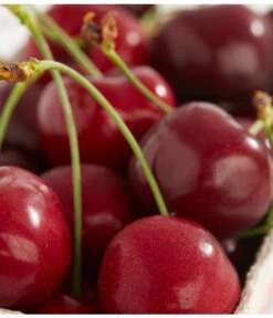 Süßkirschen-Duo 'Kordia/Burlat' -Haus Pflanzen Welt 7620180 PR DE 001 KirscheBurlatDehnerExpressZS