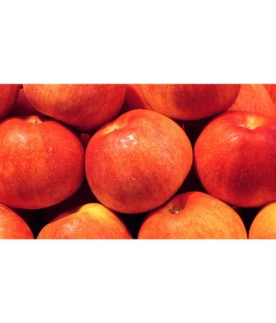 Dehner Zwergapfel 'Croquella' -Haus Pflanzen Welt 7621865 WE MO 001 ZergapfelCroquellaPixabay