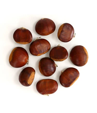 Esskastanie 'Bouche De Betizac' -Haus Pflanzen Welt 7621998 WE FS 003 EsskastanieMaroneCastaneaSativaDehnerExpressHerzig