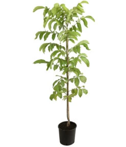 Veredelte Walnuss 'Mars' -Haus Pflanzen Welt 7622020 PR FS 001 JuglansWalnussMarsHADehnerExpressHerzig