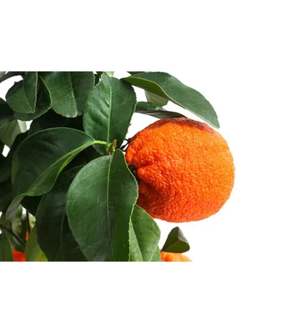 Rangpur-Limette 'Lima Rossa' -Haus Pflanzen Welt 7622616 WE DE 001 CitrusLimaRossaSuesseLimette