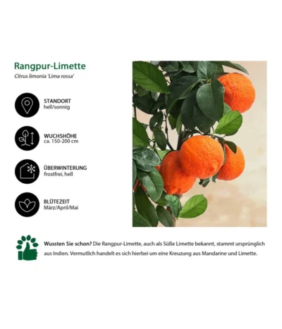 Rangpur-Limette 'Lima Rossa' -Haus Pflanzen Welt 7622616 WE IG 002 RangpurLimetteLimarossa
