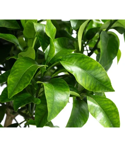 Rosafarbene Grapefruit -Haus Pflanzen Welt 7622673 WE DE 002 CitrusParadisiiRosaGrapefruitT20