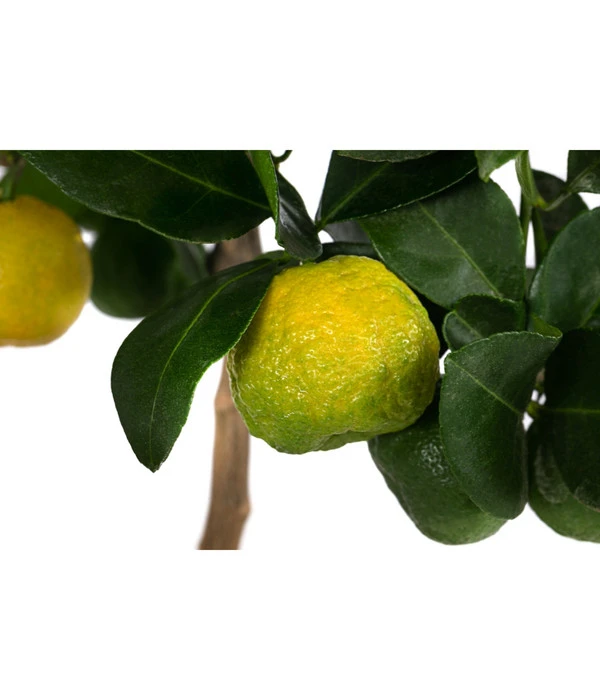 Römische Limette 'Pursha' 4 Römische Limette 'Pursha' – Bild 2