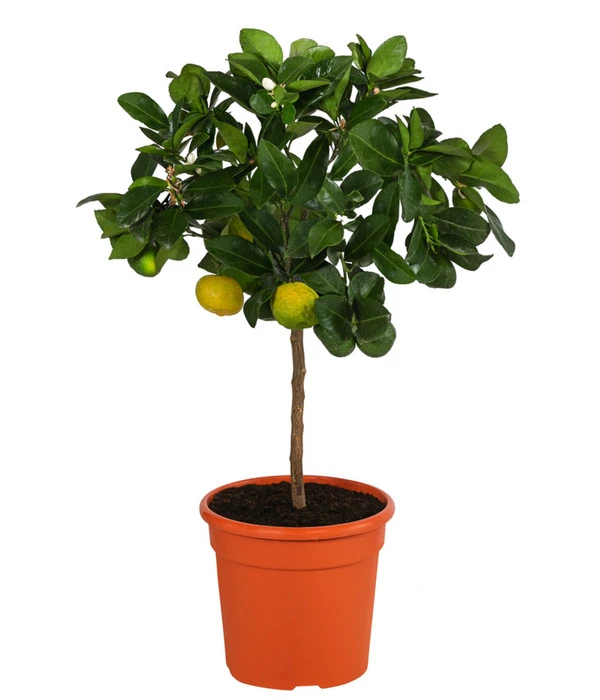 Römische Limette 'Pursha' 3 Römische Limette 'Pursha'