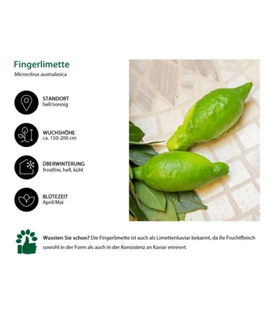 Dehner Gourmet Garten Fingerlimette -Haus Pflanzen Welt 7622830 WE IG 002 FingerlimetteLimettenkaviar