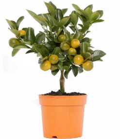 Calamondin-Orange