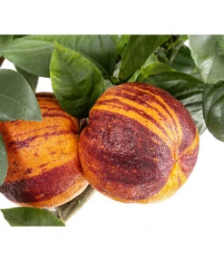 Regenbogen-Orange 'Acrobal' -Haus Pflanzen Welt 7623044 WE DE 001 CitrusRegenbogenorangeArcobal