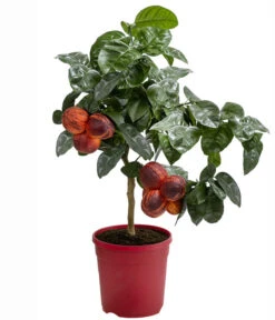 Regenbogen-Orange 'Acrobal' -Haus Pflanzen Welt 7623044 WE FS 001 CitrusRegenbogenorangeArcobalT20