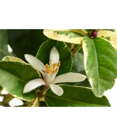 Weißbunte Zitrone 'Variegata' -Haus Pflanzen Welt 7623051 WE DE 001 CitrusZitroneVariegataT20