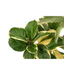 Weißbunte Zitrone 'Variegata' 11 Weißbunte Zitrone 'Variegata' -Haus Pflanzen Welt 7623051 WE DE 003 CitrusZitroneVariegataT20