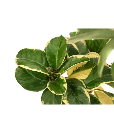 Weißbunte Zitrone 'Variegata' -Haus Pflanzen Welt 7623051 WE DE 003 CitrusZitroneVariegataT20