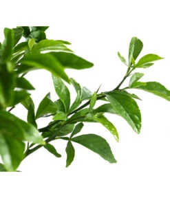 Winterharte Zitrone -Haus Pflanzen Welt 7623069 WE DE 002 CitrusPoncirusWinterharteZitroneT20