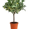 Weißbunte Orange 'Variegata' -Haus Pflanzen Welt 7623093 WE FS 001 CitrusWeissbunteOrangeVariegataT20