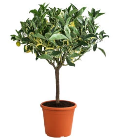 Weißbunte Orange 'Variegata'