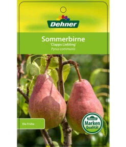 Sommerbirne 'Clapps Liebling' -Haus Pflanzen Welt 7625494 SommerbirneClappsLiebling Etikett 1