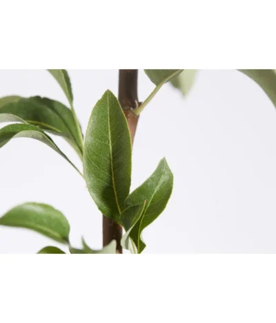 Herbstbirne 'Conference' -Haus Pflanzen Welt 7625908 PR DE 001 BirneConferencePyrusBusch95LiterDehnerExpressZS