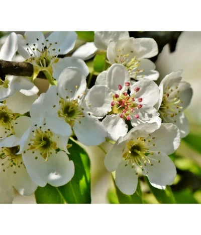 Herbstbirne 'Conference' -Haus Pflanzen Welt 7625908 PR DE 003 PyrusBirneConferenceBluetePixabay