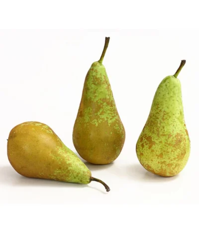 Herbstbirne 'Conference' -Haus Pflanzen Welt 7625908 WE DE 005 BirneConferenceDehnerExpressHerzig