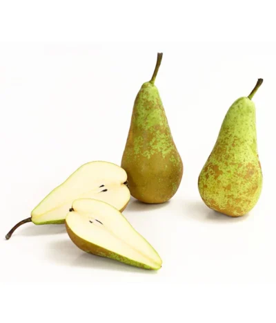 Herbstbirne 'Conference' -Haus Pflanzen Welt 7625908 WE DE 006 BirneConferenceDehnerExpressHerzig