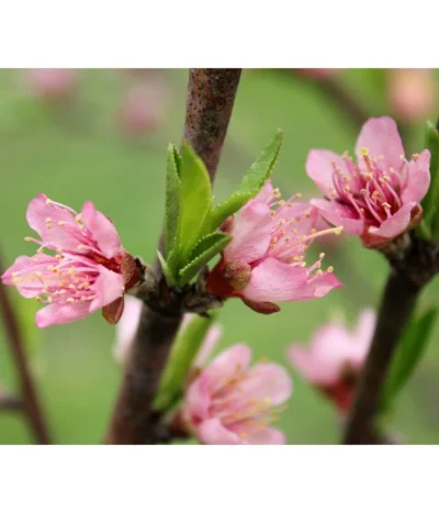 Nektarine 'Crimson Gold' -Haus Pflanzen Welt 7626005 PR DE 002 PrunusNektarineCrimsonGoldBluetePixabay