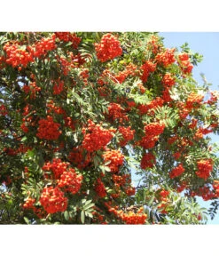 Eberesche 'Edulis' -Haus Pflanzen Welt 7638513 DE 008 EberescheEdulis Pixabay