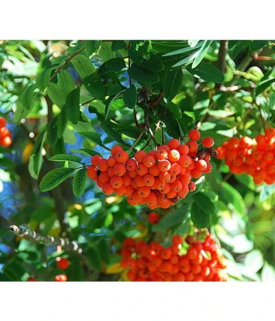 Eberesche 'Edulis' -Haus Pflanzen Welt 7638513 DE 009 EberescheEdulis Pixabay