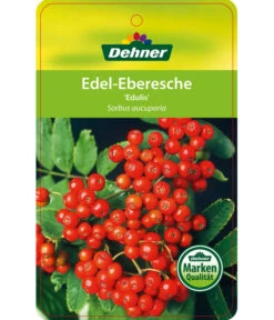Eberesche 'Edulis' -Haus Pflanzen Welt 7638513 Edel EberescheEdulis Etikett 1