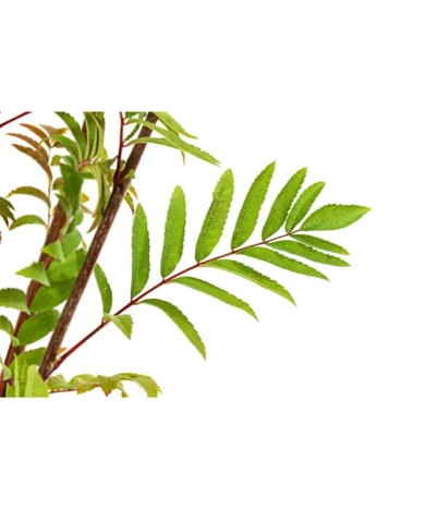 Eberesche 'Edulis' -Haus Pflanzen Welt 7638513 PR DE 002 EberescheEdulisBusch95LiterDehnerExpressHerzig