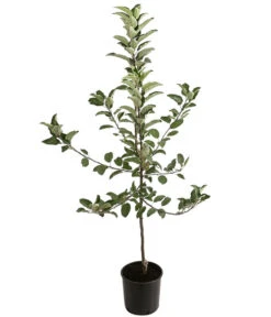Winterapfel 'Ecolette' (S) -Haus Pflanzen Welt 7639016 PR FS 001 MalusApfelEcoletteDehnerExpressHerzig