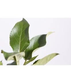 Herbstapfel 'Elstar' -Haus Pflanzen Welt 7639164 PR DE 001 ApfelElstarMalusBusch95LiterDehnerExpressZS