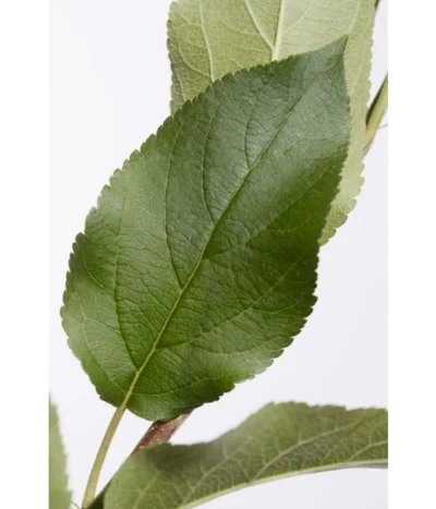 Apfel-Duo 'Jonagold'/'Elstar' -Haus Pflanzen Welt 7639248 PR DE 001 ApfelElstarJonagoldDuoMalus95LiterDehnerExpressZS