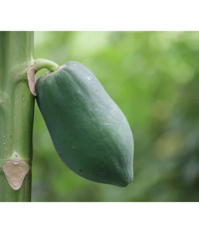 Papaya -Haus Pflanzen Welt 7641301 WE DE 001 CaricaPapaya