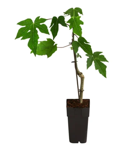 Papaya -Haus Pflanzen Welt 7641301 WE FS 002 PapayaExoten