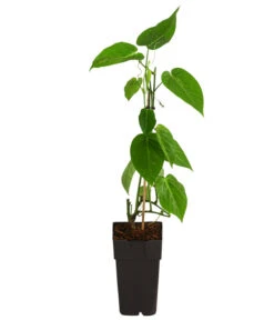 Süße Granadilla -Haus Pflanzen Welt 7641319 WE FS 001 SuesseGrenadilleExoten