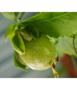 Süße Granadilla -Haus Pflanzen Welt 7641319 WE MO 001 SuesseGrenadilleExoten