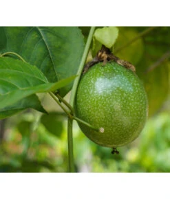 Passionsfrucht -Haus Pflanzen Welt 7641327 WE DE 001 PassifloraPassionsfrucht