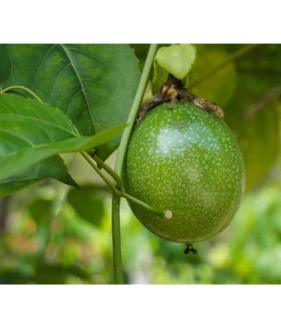 Passionsfrucht -Haus Pflanzen Welt 7641327 WE DE 001 PassifloraPassionsfrucht