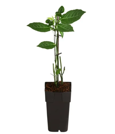 Passionsfrucht -Haus Pflanzen Welt 7641327 WE FS 004 MaracujaExoten