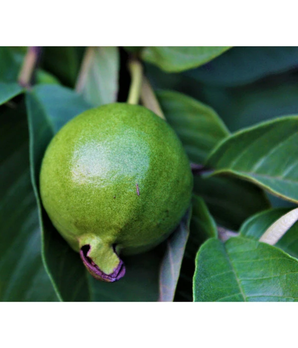 Guave 5 Guave – Bild 3