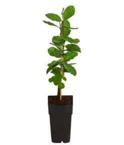 Guave 6 Guave -Haus Pflanzen Welt 7641335 WE FS 003 GuaveExoten