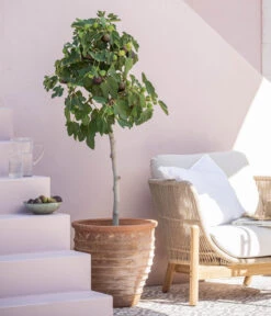 Terrakotta-Topf Perugia, Rund, Antik-terrakotta -Haus Pflanzen Welt 7642614 WE MO 001 FicusCaricaFeigeT28