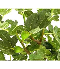 Feige, Dunkel -Haus Pflanzen Welt 7642671 PR DE 001 FicusCaricaDunkelT20FeigenbaumDehnerExpressHerzig