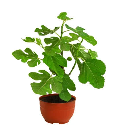 Echte Feige, In Schale -Haus Pflanzen Welt 7642838 WE FS 001 FicusFeige