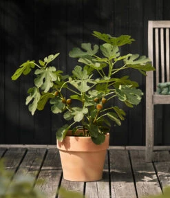 Feige 'Madeleine' -Haus Pflanzen Welt 7642911 WE MO 001 FicusFeigeMadeleine