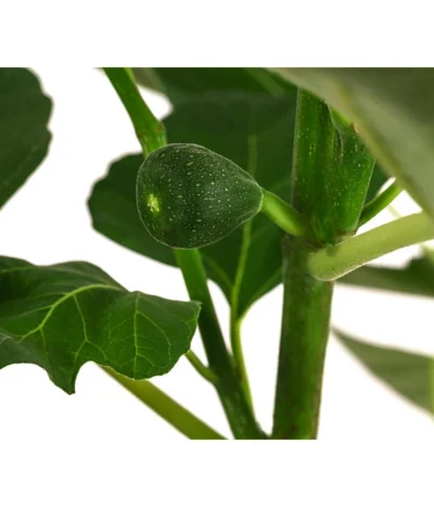 Feige 'Jannot' -Haus Pflanzen Welt 7642929 WE DE 002 FicusFeigeJannot