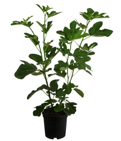 Feige 'Jannot' -Haus Pflanzen Welt 7642929 WE FS 002 FicusFeigeJannot