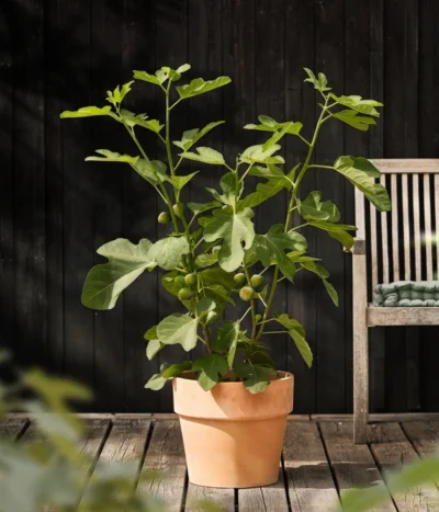 Feige 'Jannot' -Haus Pflanzen Welt 7642929 WE MO 001 FicusFeigeJannotDehnerObstkonzept