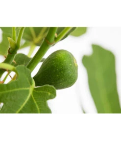 Feige 'Rouge De Bordeaux' -Haus Pflanzen Welt 7642937 PR DE 001 FicusCaricaFeigeBrownTurkey7 5LDehnerExpressZS